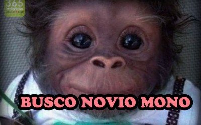Busco un novio mono