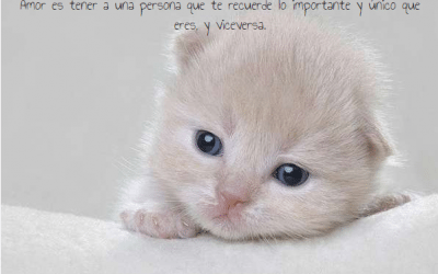 Frases con animales