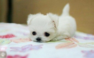 Gatito pequeño
