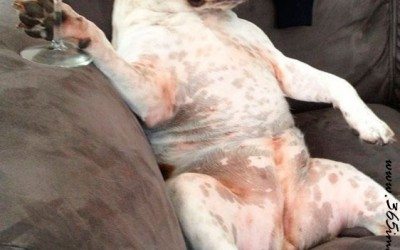 Perro con copa de Vino