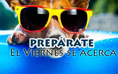 Perro preparado para el Viernes