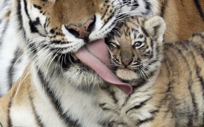 Bonita imagen de un tigre con su cachorro