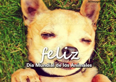 Día internacional de los animales