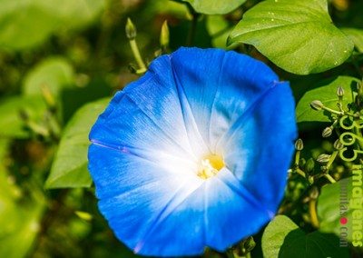 Convolvulus tricolor