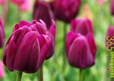 Imágenes de flores bonitas tulipan