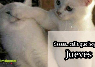 IMÁGENES DE JUEVES - Imagen de gatitos graciosos