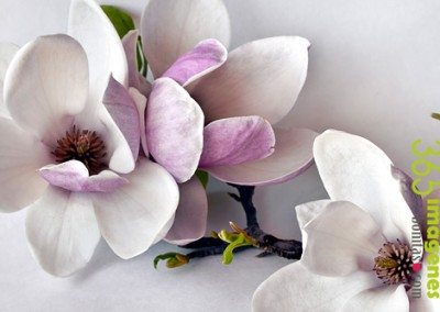 La magnolia