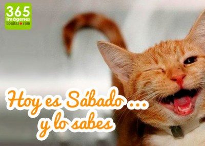 Gato sonriendo, de Sábado