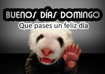 Imagen con panda de domingo