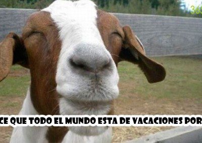 Imagen de una cabra sonriendo de vacaciones