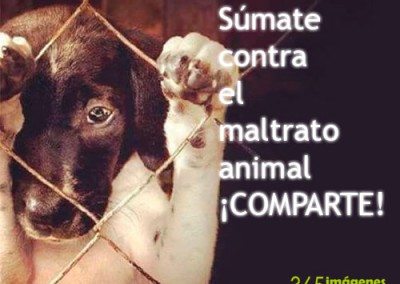 Súmate contra el maltrato animal