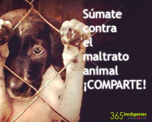 Contra el Maltrato Animal