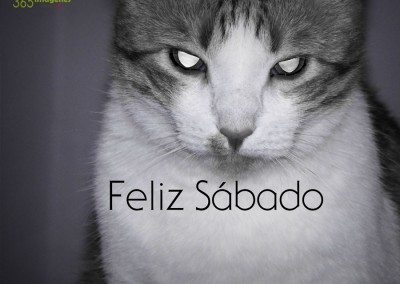 Feliz Sábado Gatos