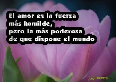 Flores de amor, la fuerza más humilde