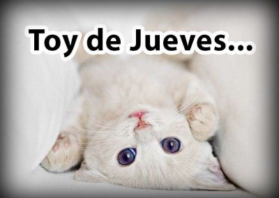 IMÁGENES DE JUEVES - fotos bonitas de gatos