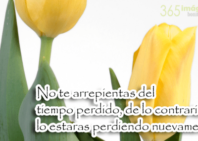 Imagen de un tulipán con una frase positiva