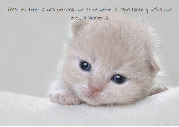 IMÁGENES DE ANIMALES para compartir ¡INCREÍBLES!【2023】 IMÁGENES DE ANIMALES para compartir ¡INCREÍBLES!【2023】
