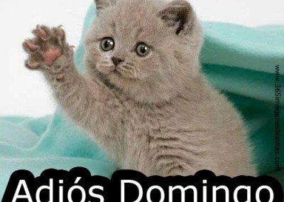 Gatito, ¡Adiós Domingo!