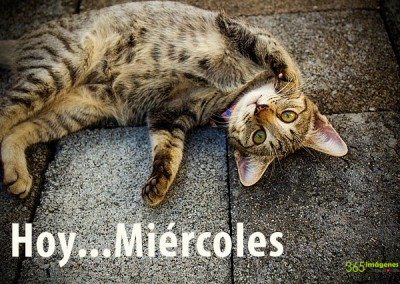 Gatito de Miércoles