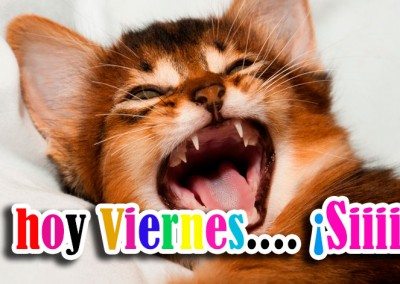 Imagen de un gato deseando feliz viernes