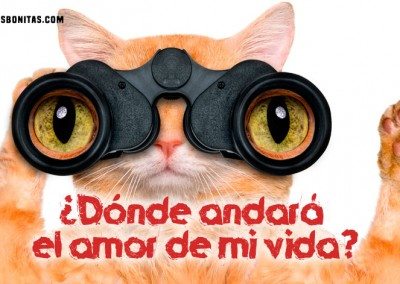 Imagen de un gato buscando su amor...¿Dónde andará el amor de mi vida?