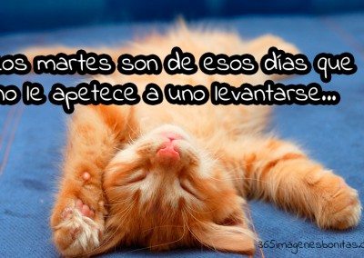 Imágenes graciosas de gatos perezosos