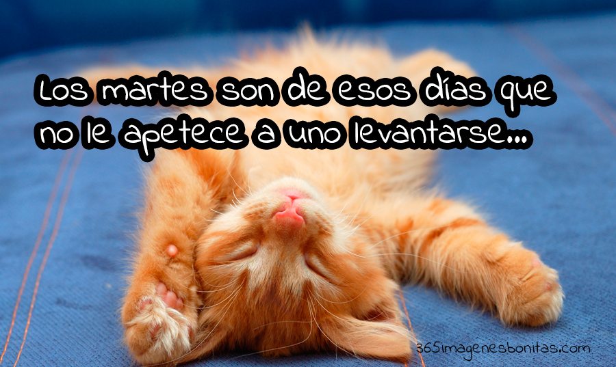 IMÁGENES DE ANIMALES para compartir ¡INCREÍBLES!【2023】 IMÁGENES DE ANIMALES para compartir ¡INCREÍBLES!【2023】