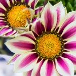 La gazania