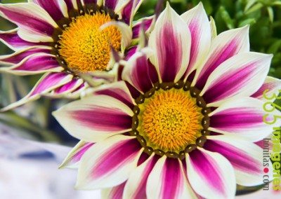 La gazania