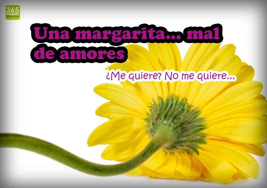 IMÁGENES BONITAS DE FLORES con Frases Cortas en abril 【2019】