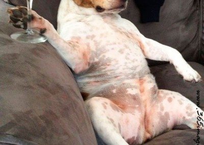 Foto graciosa de un perro con una copa de vino