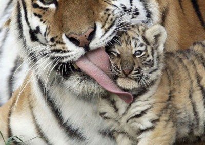 Bonita imagen de un tigre con su cachorro