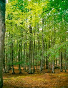 Bosques del Parque de Aralar, en el País Vasco