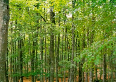 Bosques del Parque de Aralar, en el País Vasco