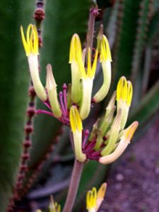 Planta Ceropegia Chrysantha