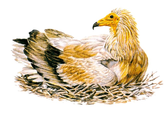 Aralar y sus aves Aralar y sus aves