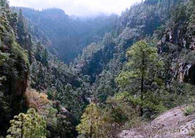 Pinos y arboleda del Barranco del Infierno en Tenerife