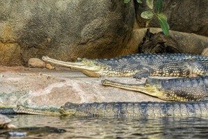 El Caiman, animales salvajes