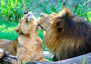 Imagen de dos leones