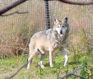 Imagen de un Lobo en cautividad