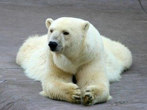 Bonita imagen de un Oso blanco