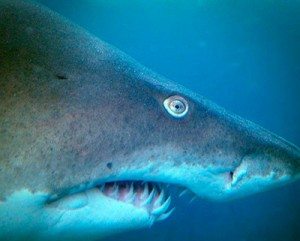 Tiburón, animal salvaje