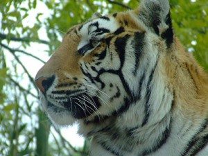 El tigre, animales salvajes