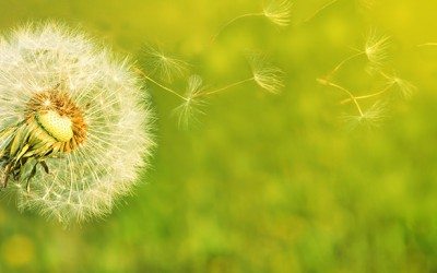 Diente de león, planta con propiedades terapéuticas
