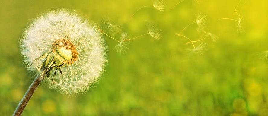 Diente de león, planta con propiedades terapéuticas