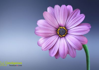 Imagen de una flor purpura