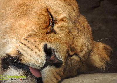 Bonito león durmiendo