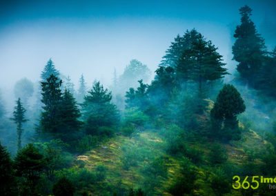 Niebla en bosque