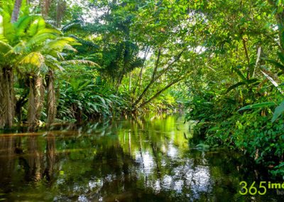 Selva amazónica: fondo de pantalla