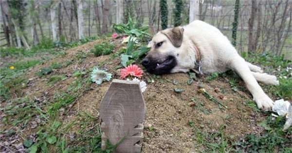 El mejor amigo del hombre el perro Zozo